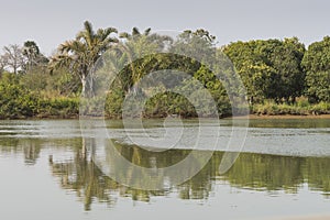 The jungles and river photo