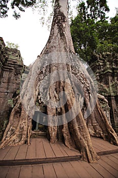 Jungles in Ta Prohm, Angkor Wat, Siem Reap, Cambodia photo