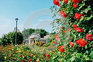 Jungnangcheon Stream park Seoul Rose Festival in Seoul, Korea