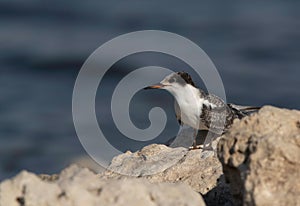 A junile White-cheeked Tern on the rock at the coast of Tubli, Bahrain