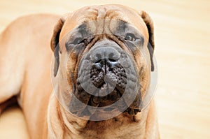 Junior bullmastiff dog