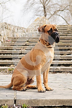 Junior bullmastiff dog