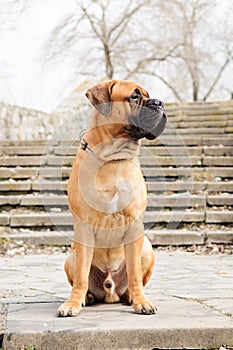 Junior bullmastiff dog