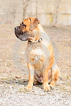 Junior bullmastiff dog