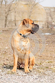 Junior bullmastiff dog