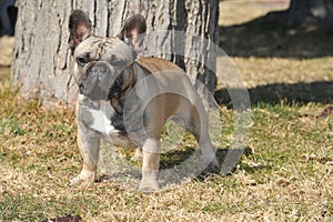 Junior French Bulldog  purebred dog on the grass photo