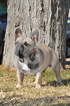 Junior French Bulldog  purebred dog on the grass photo