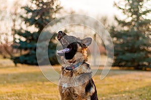 A junior german shepherd dog barking in a backyard