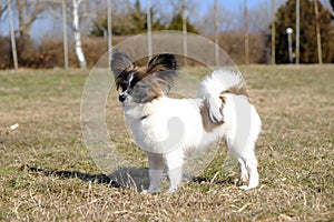 Junior papillon dog