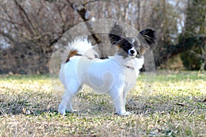 Junior papillon dog