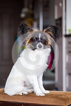 Junior papillon dog