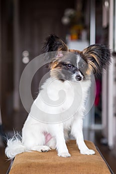 Junior papillon dog