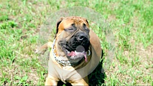 Junior puppy bullmastiff sitting outside