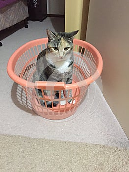 Junior Tabby Tortie Cat in Basket