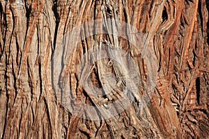 Juniper Bark