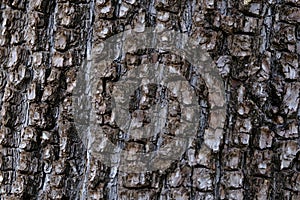 Juniper bark, texture, background