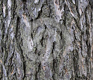 Juniper bark texture