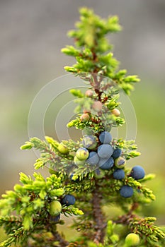 Juniper berries photo