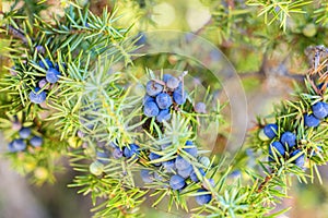 Juniper berries