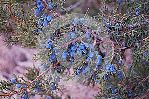 Juniper Berries