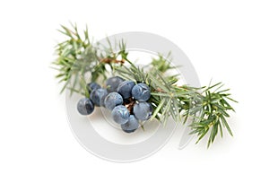 Juniper Berries