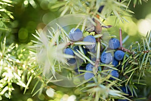 Juniper Berries