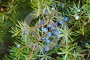 Juniper berries