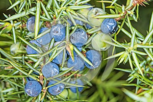 Juniper berries