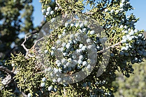 Juniper Berries Clustered On A Branch