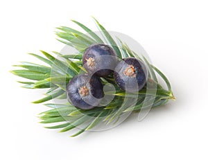 Juniper berries isolated