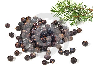 Juniper Berries with Juniper Twig on white Background - Isolated