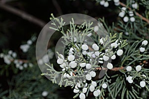 Juniper berries L Juniperus closeup