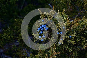 Juniper Berries