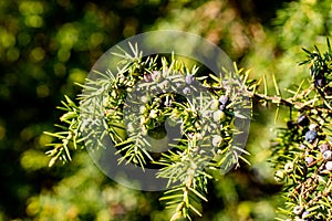 Juniper berries ripening