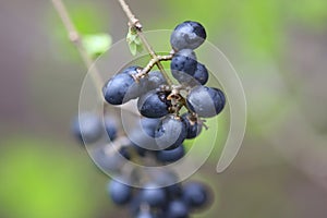 Juniper Berries in Spring