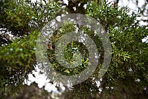 Juniper Berries