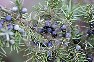 juniper berries on twig closeup selective focus