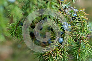 Juniper berries on twig macro