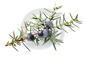 Juniper berry