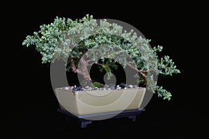 Juniper Bonsai on Black No 2