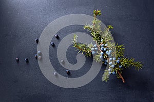 Juniper branch with berries