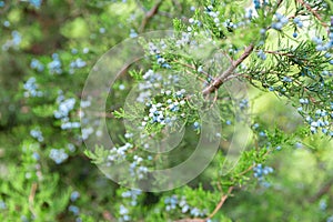 Juniper branch with berries. thuja evergreen coniferous tree close up