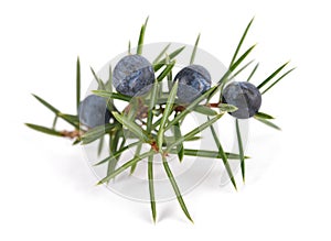 Juniper branch with blue berries