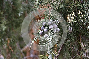 Juniper branches with berries. Juniper in hoarfrost. Close-up. Pfitzer Juniper branch - Latin name photo