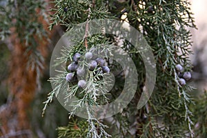 Juniper branches with berries. Juniper in hoarfrost. Close-up. Pfitzer Juniper branch - Latin name photo