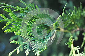 Juniper branches close up Evergreen juniper plant cypress branches, leaves with seeds close-up Garden ornamental shrub tree