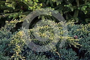 Juniper branches closeup on blurry background of fresh green conifer trees with young twigs. Evergreen thuja fir textures.