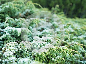 Juniper branches. Juniper in hoarfrost. Close-up