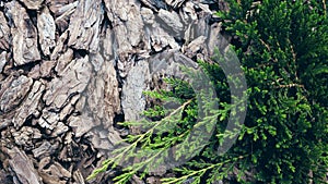 Juniper branches on pine bark texture background. Close-up