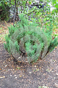 The juniper bush.